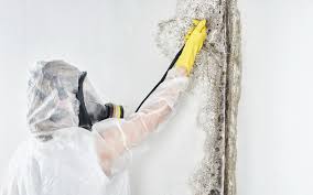 Best Comprehensive Air Testing for Mold Contaminants  in South Bend, WA